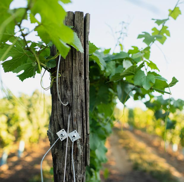 A pole with grape vines in Abbotsford British Columbia