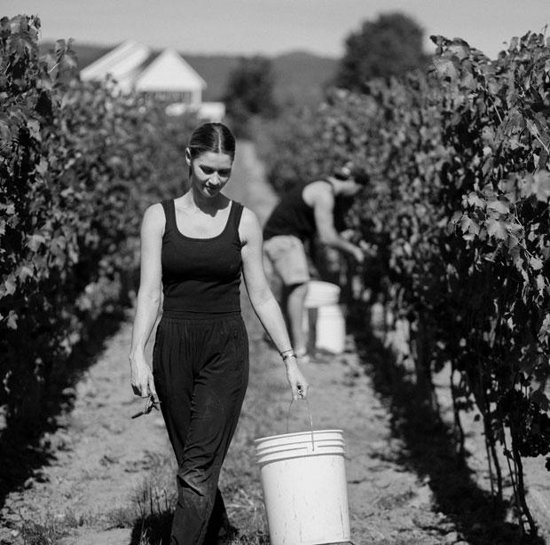 Andi picking grapes during the harvest at Cannon Estate Winery